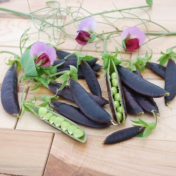 Sugar Snap Pea Purple Magnolia Seeds