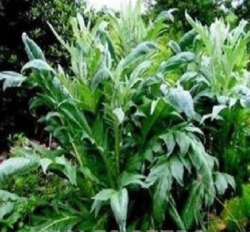 Cardoon Cynara Cardunculus Seeds