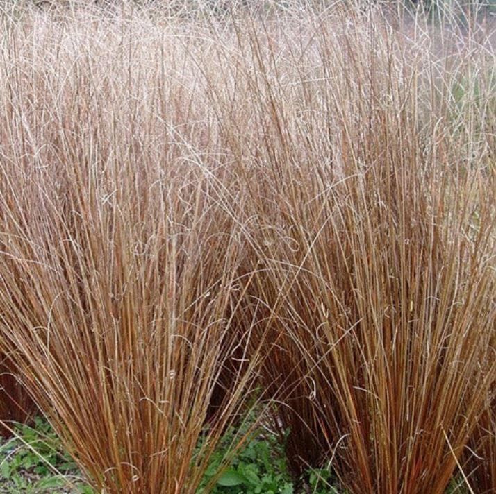 Carex buchananii Seeds