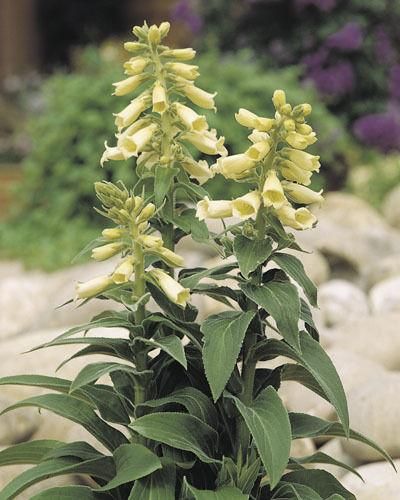 Digitalis grandiflora Carillon Seeds