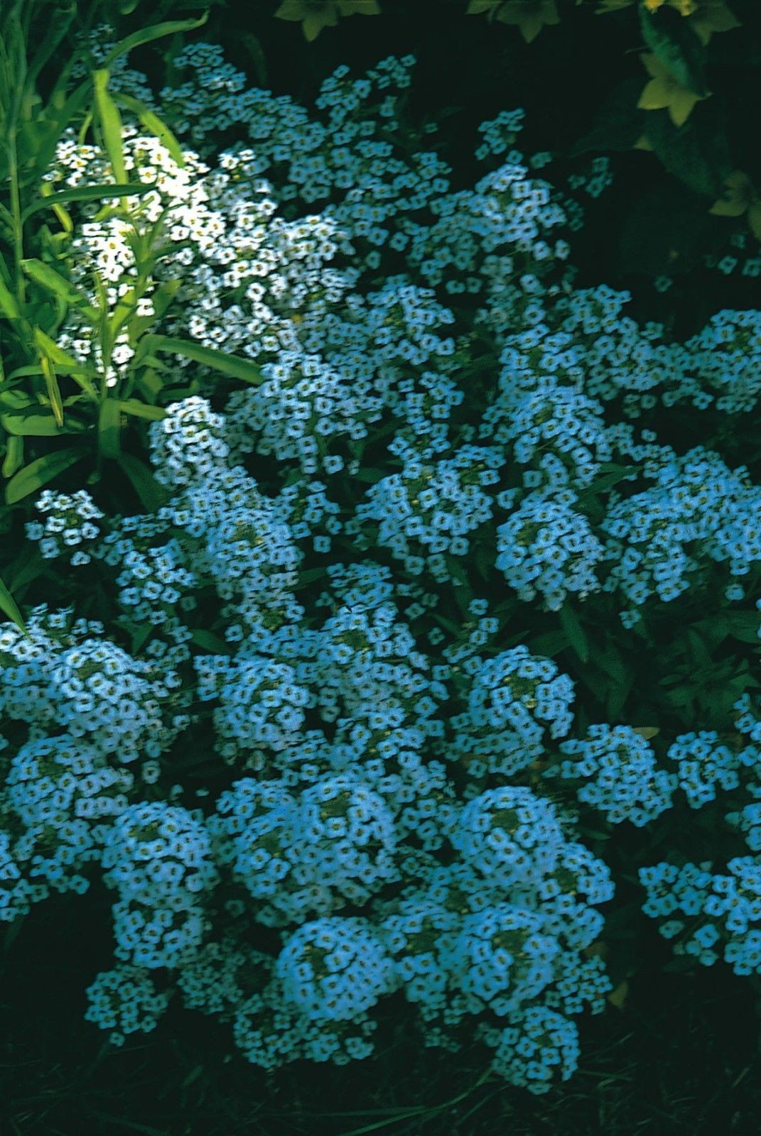 Alyssum Snowdrift Seeds