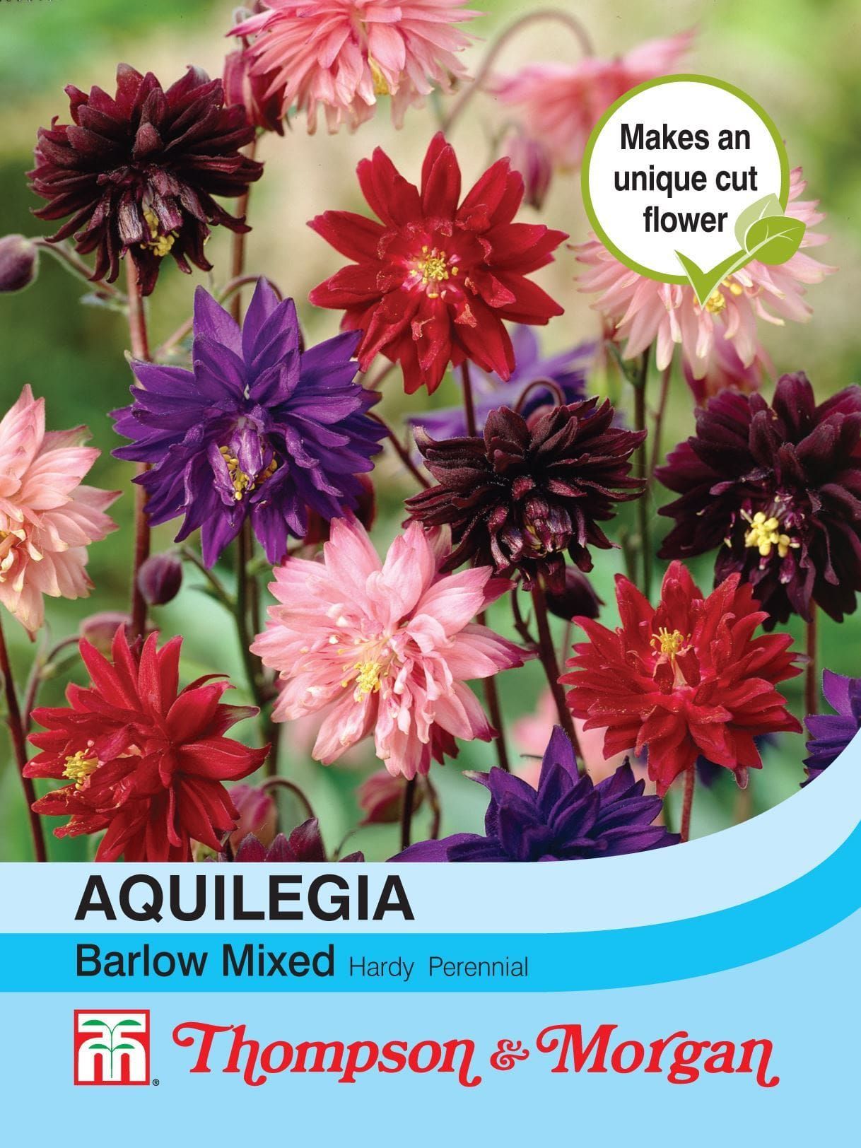 Thompson & Morgan Aquilegia Nora Barlow Mixed 50 Seed
