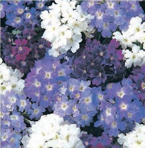Verbena Quartz XP Waterfall Mix Seeds