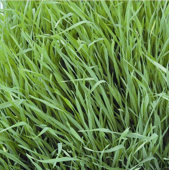 Organic Annual Ryegrass Westerwold Seeds