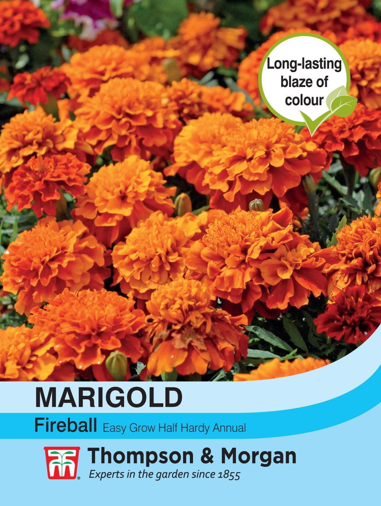 marigold fireball seeds Thompson & Morgan - Flower - Marigold - Fireball