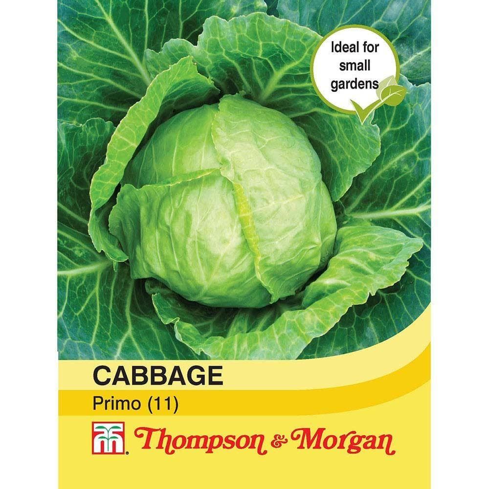 Thompson & Morgan Cabbage Primo (11) 200 Seed