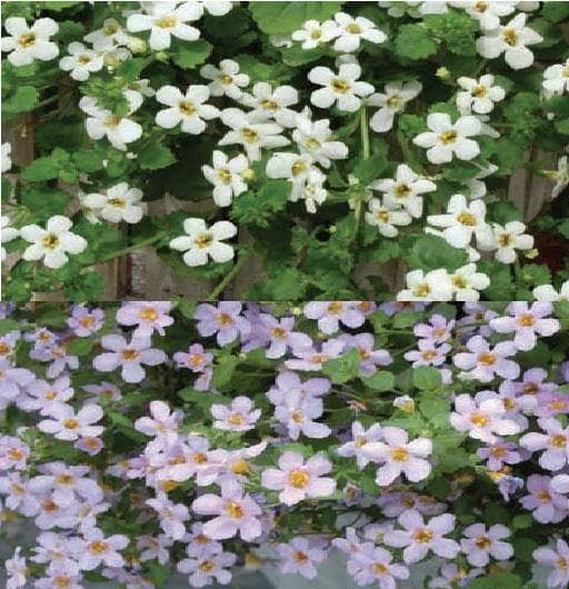 Bacopa Topia Mixed Seeds