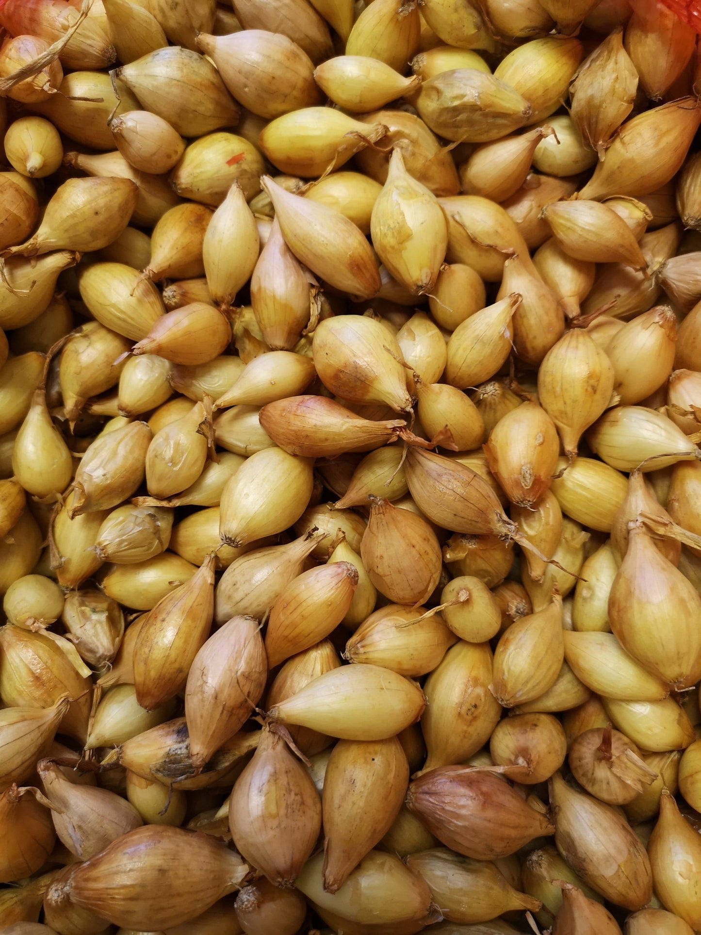 Onion Sets Centurion F1