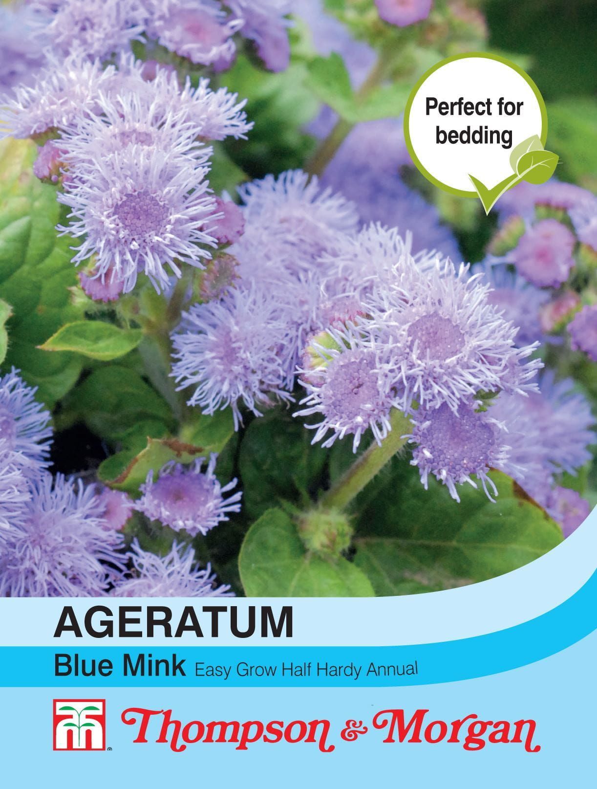 Thompson & Morgan Ageratum Blue Mink 1000 Seed