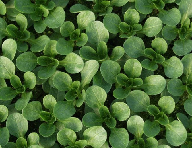 Organic Corn Salad Vit Seeds