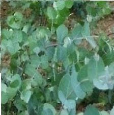 Cider Gum Eucalyptus gunnii Seeds