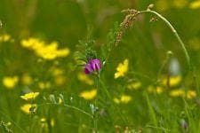 Wild Flower Common Vetch Vicia Seeds