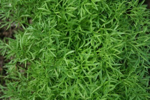 Coriander Confetti Seeds