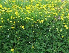 Wild Flower Creeping Buttercup Ranunculus Repens Seeds