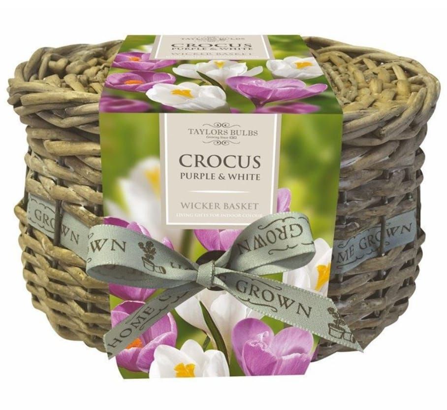 Taylors Indoor Crocus Wicker Basket 10 White and Purple Bulbs