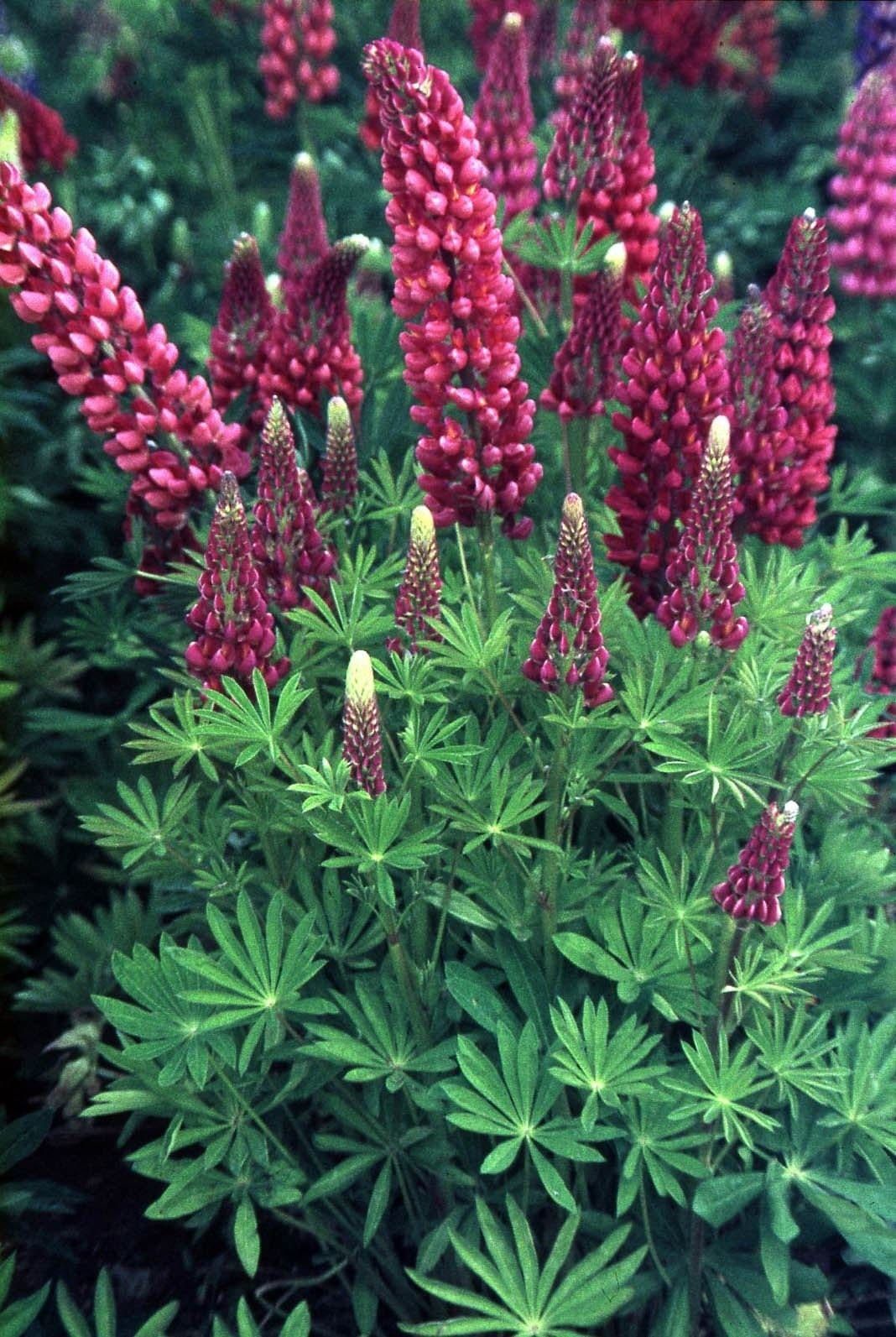 Lupin Russell The Pages Seeds