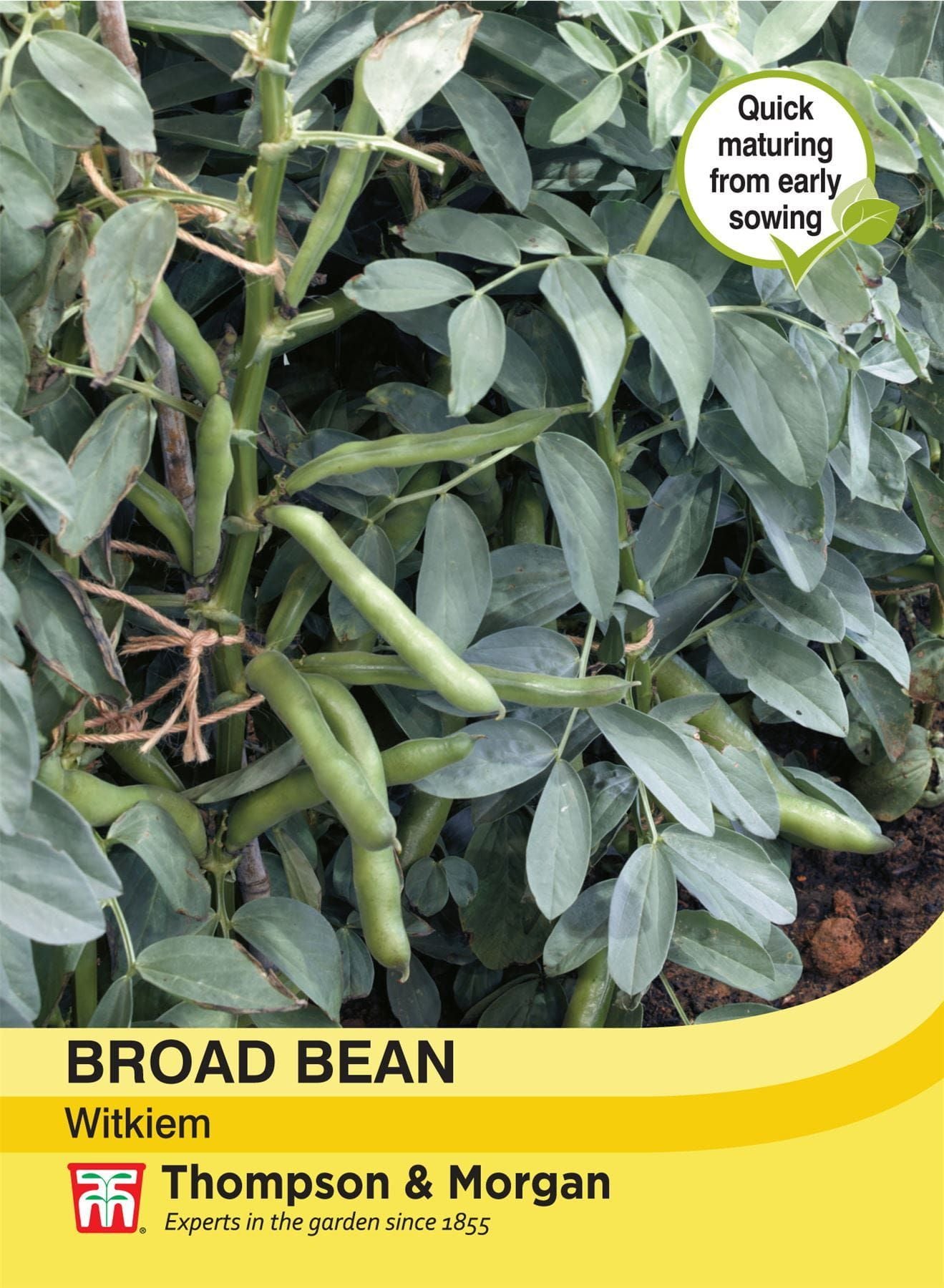 Thompson & Morgan Broad Bean Witkiem 30 Seed