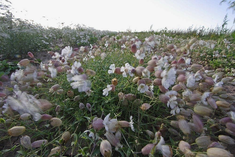 Wild Flower Sea Campion Silene uniflora Seeds