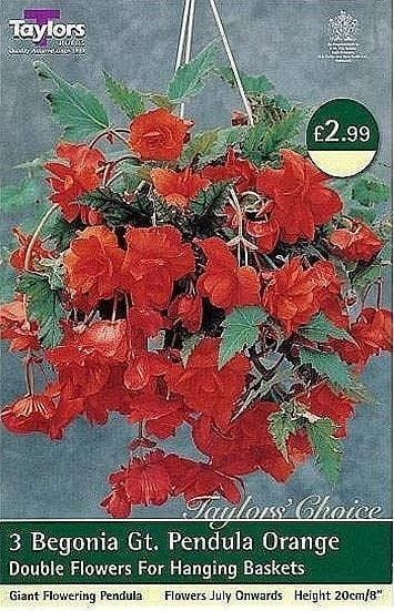 Taylors Begonia - Pendula Orange Giant Flowering - 3 Tubers - Hanging Basket