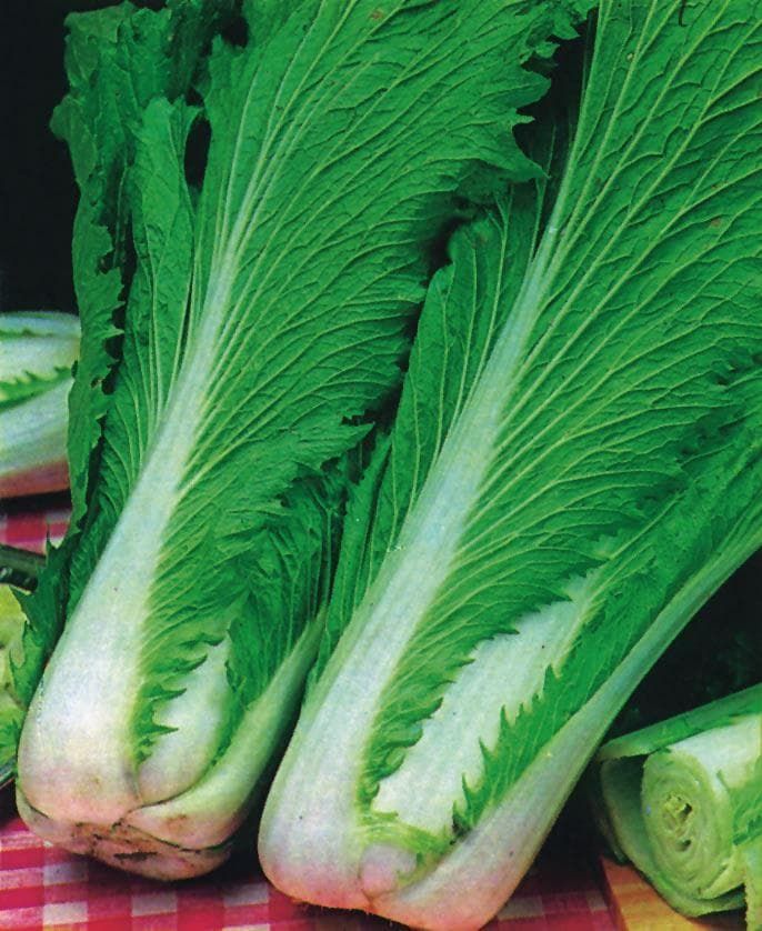 Chinese Cabbage Wong Bok Seeds