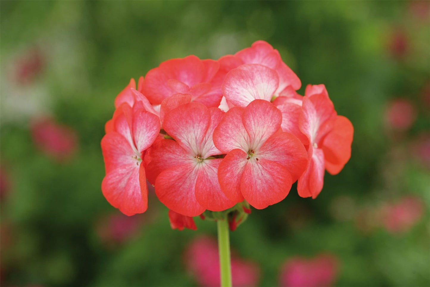 Geranium Horizon F1 Hybrid Divas Red Picotee Seeds