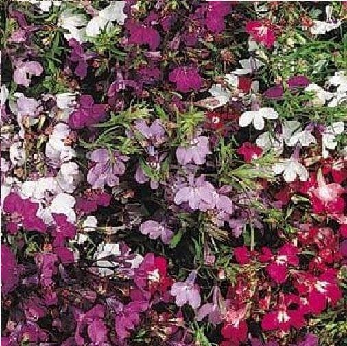Trailing Lobelia Regatta Mix Seeds