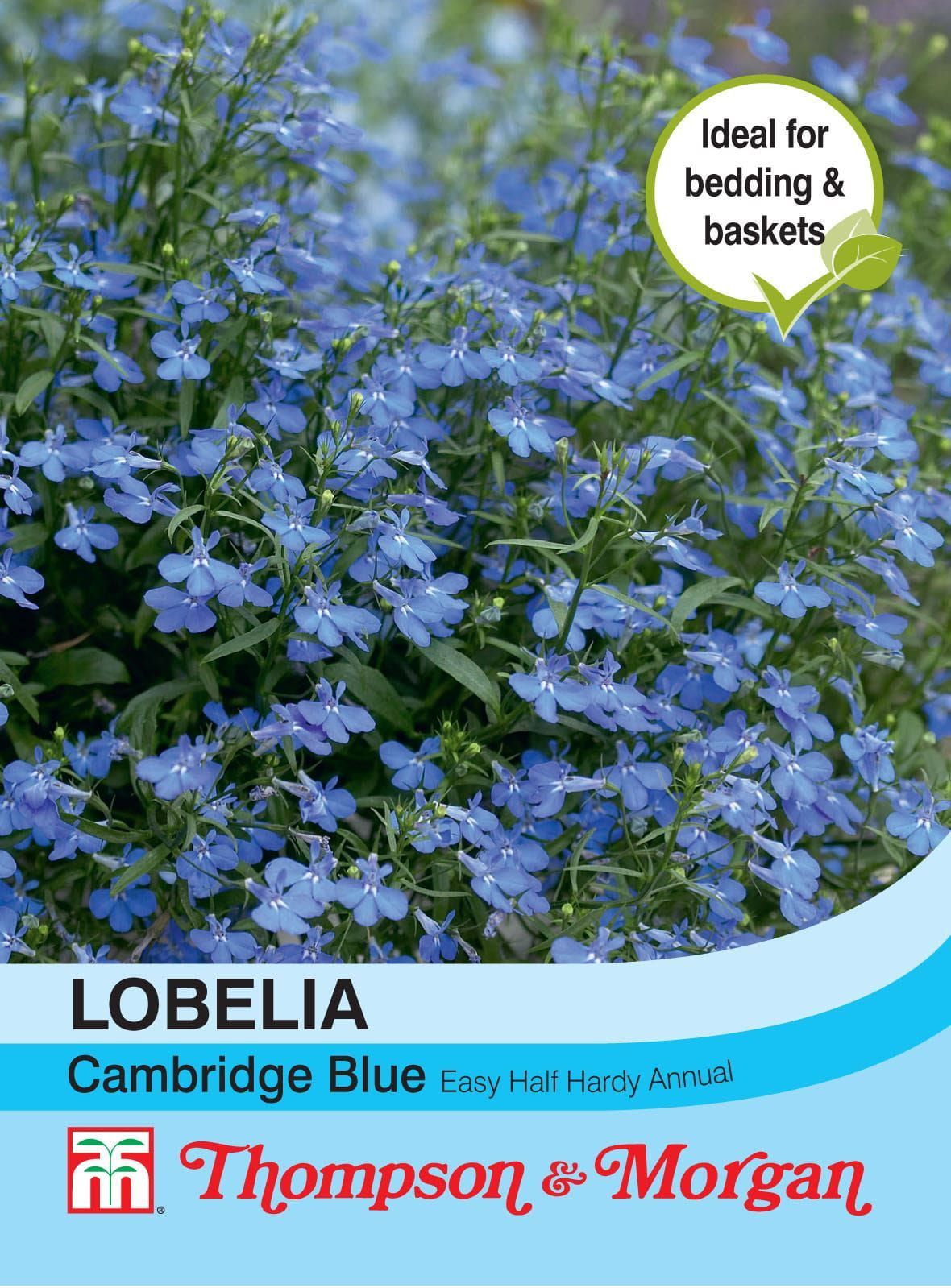 Thompson & Morgan Lobelia Cambridge Blue 1000 Seed