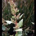 Strawberry Spinach - Chenopodium foliosum Seeds