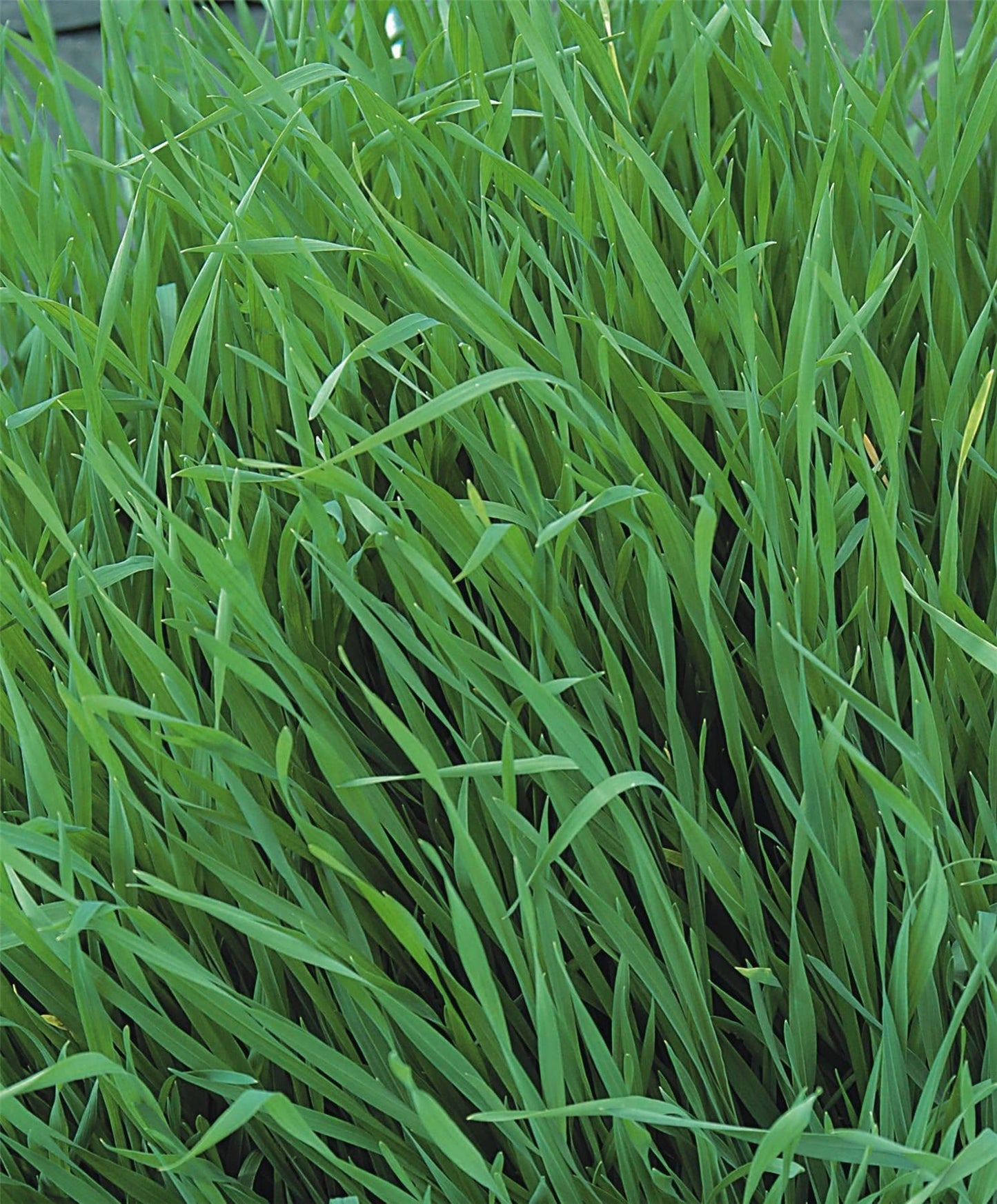 Grazing Rye Green Manure Seed | Improve Soil Structure & Fertility