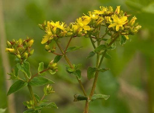 Wild Flower SquareStalked St John's Wort Hypericum tetrapterum Seeds