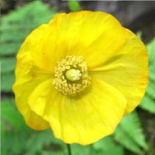 Welsh Poppy Meconopsis cambrica Seeds
