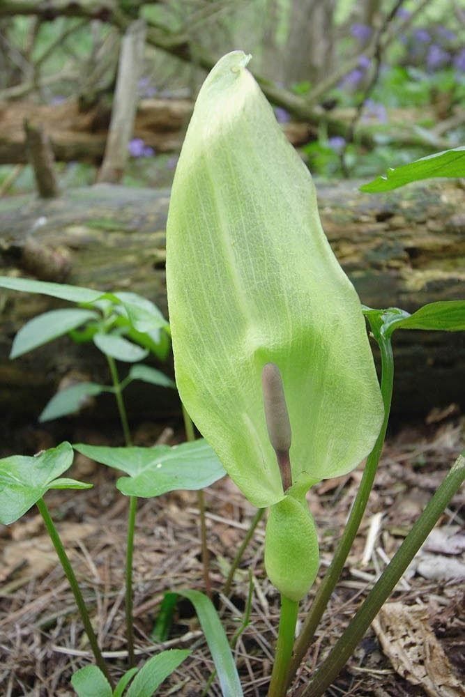 Wild Flower Lord and Ladies Arum maculatum Seeds