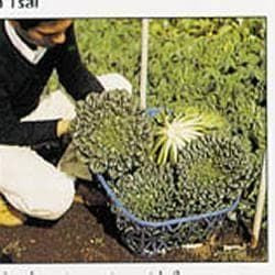 Pak Choi Tai Sai Seeds
