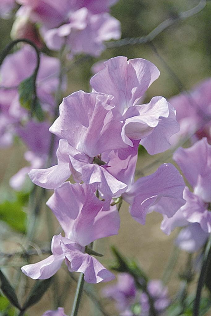 Sweet Pea Daphne Seeds