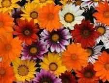 Gazania Daybreak F1 Hybrid Mixed Seeds