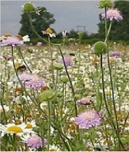 Wild Flower Economy Meadow Mixture Bees and Butterflies Seeds