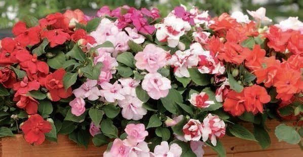 Impatiens Athena F1 Hybrid Seeds