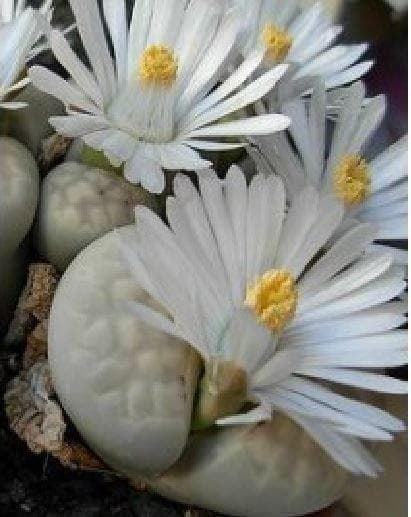 Cactus Lithops julii Seeds