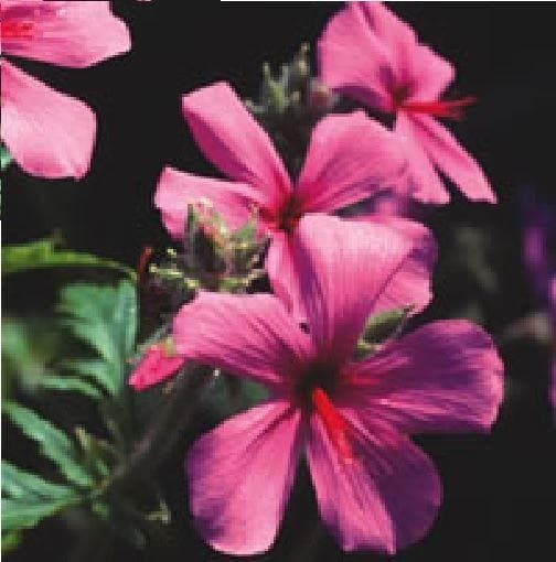 Geranium palmatum Seeds