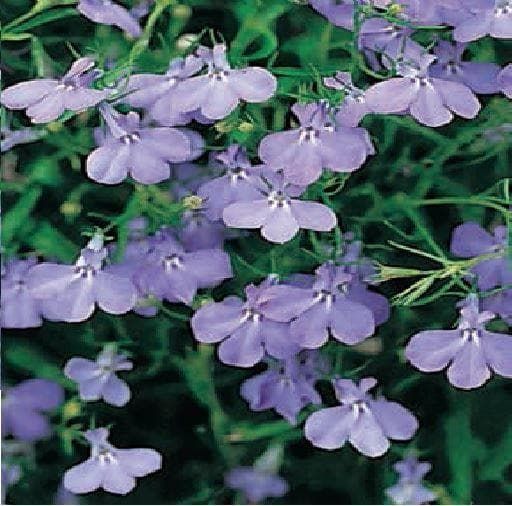 Trailing Lobelia Fountain Blue Seeds