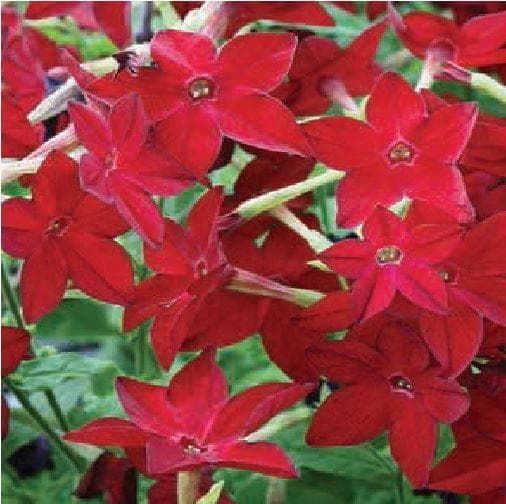 Nicotiana Cuba F1 Hybrid Bright Red Seeds