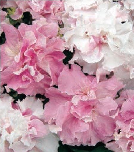Petunia Double Pirouette Orchid Mist Seeds