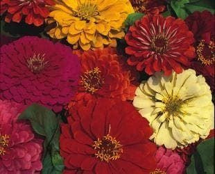Zinnia Dahlia Flowered Mixed Seeds