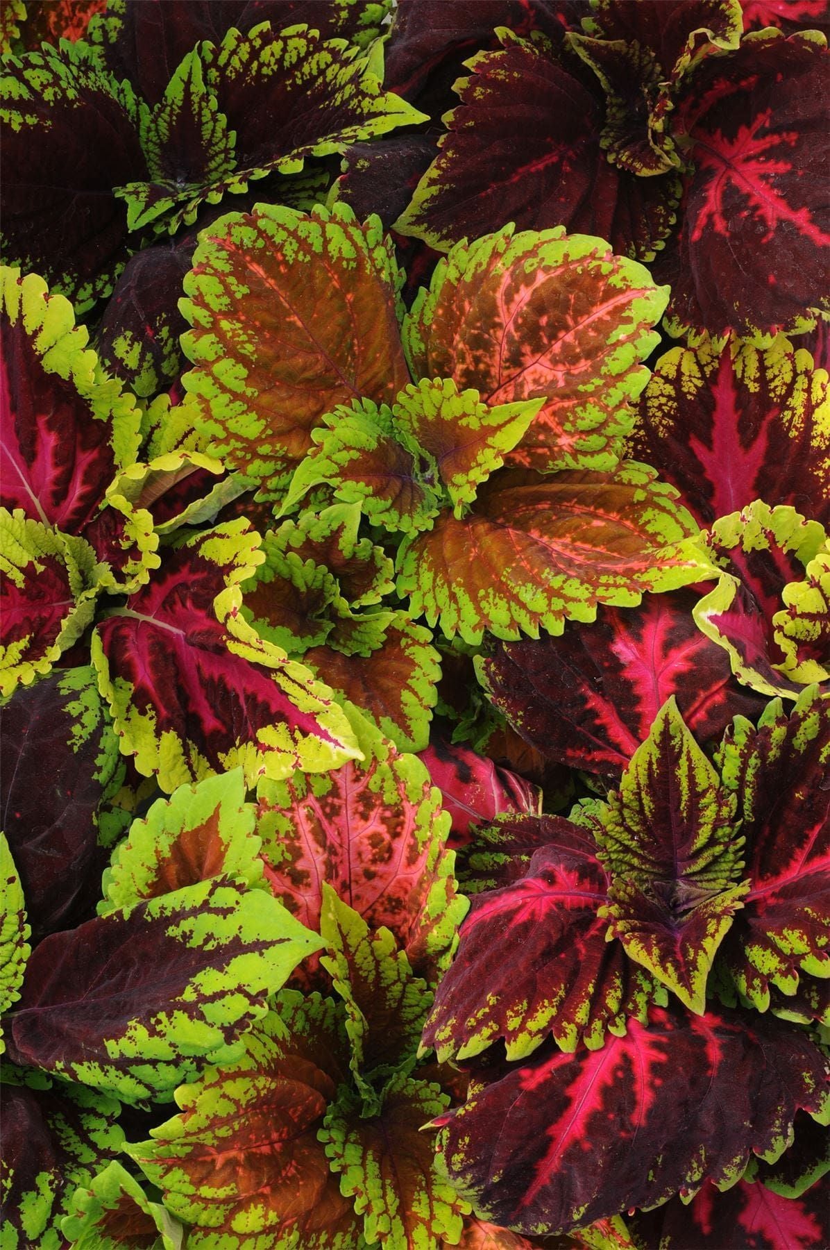 Coleus Kong Empire Mix Seeds