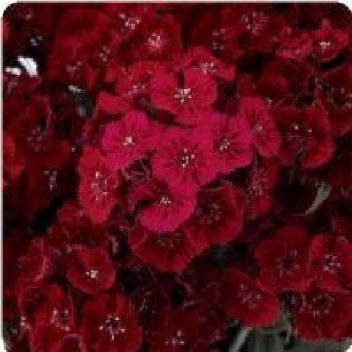 Sweet Wiliam Dianthus Sweet Red F1 Hybrid Seeds