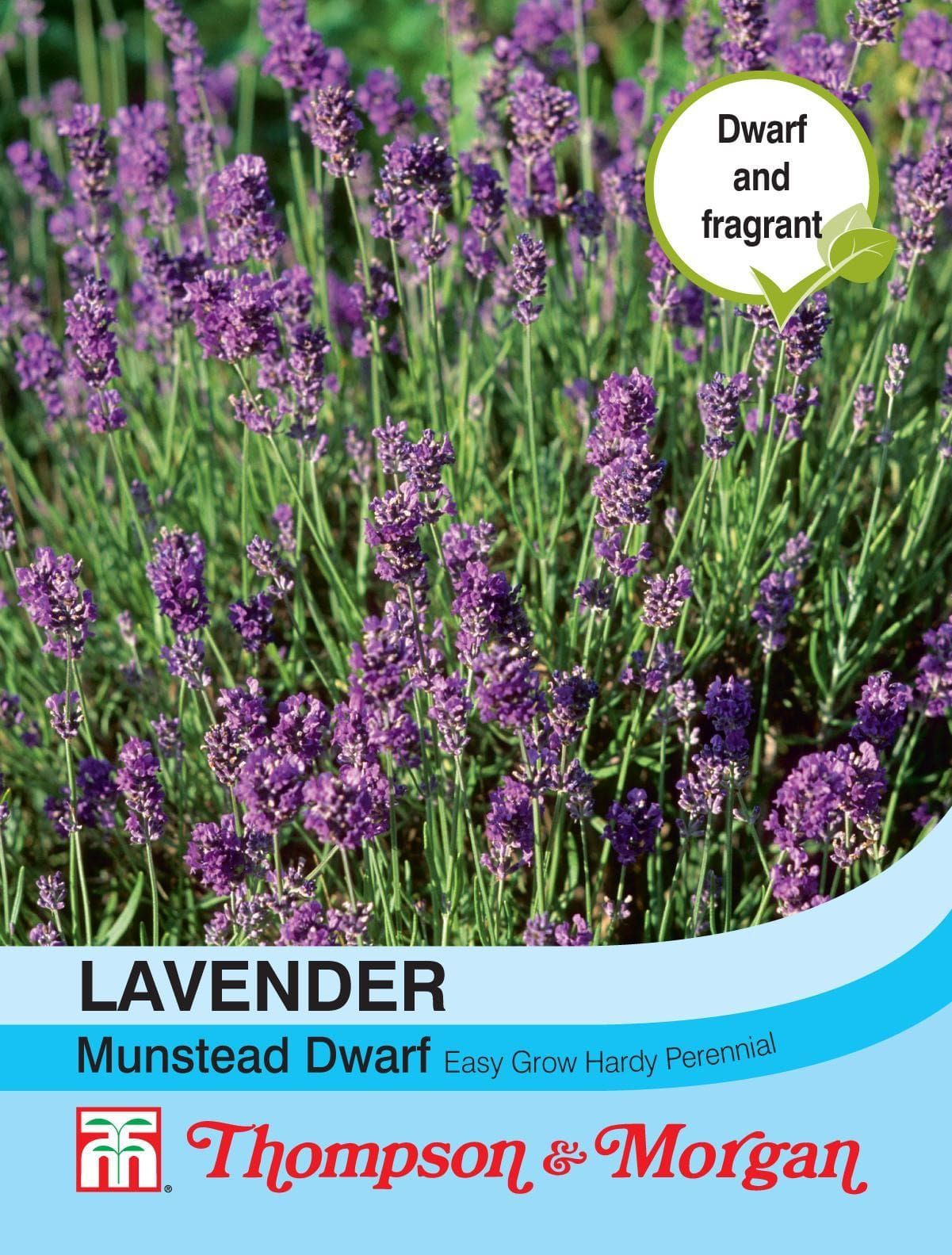 Thompson & Morgan Lavender Munstead Dwarf 110 Seed