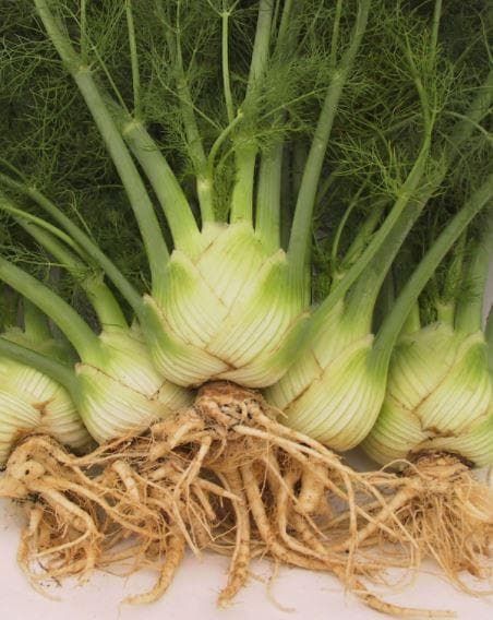 Organic Fennel Zefa Fino Seeds