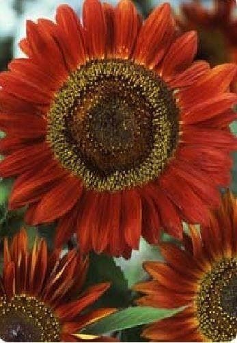 Sunflower Red Sun Seeds