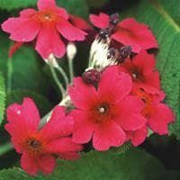 Primula pulverulenta Seeds