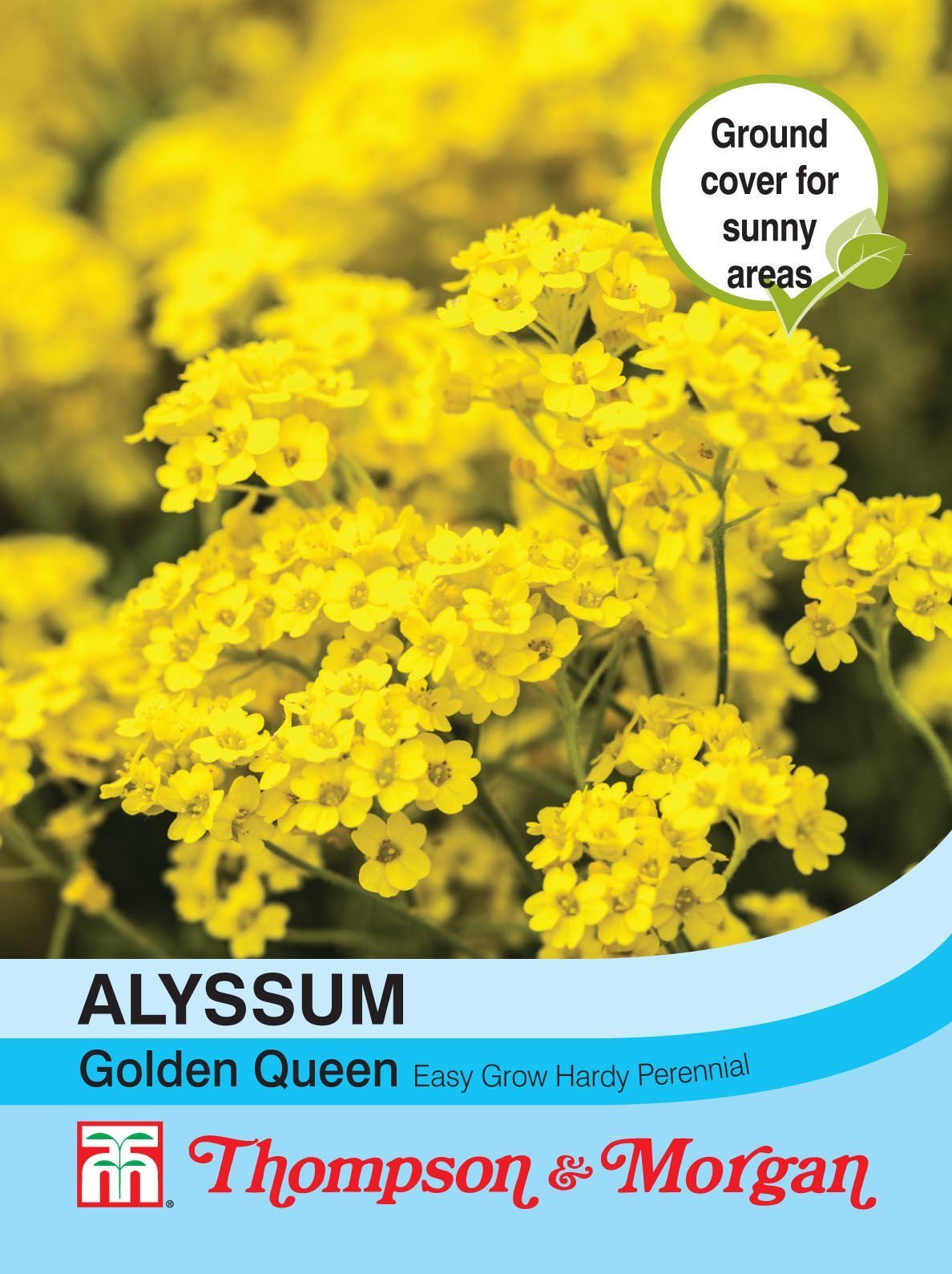 Thompson & Morgan Alyssum Golden Queen 150 Seed